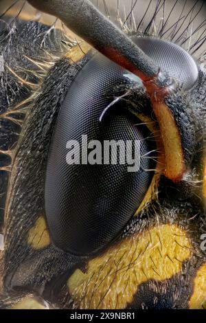 Oeil composé d'une guêpe commune (Vespula vulgaris) photographié à un grossissement de 10:1. Banque D'Images