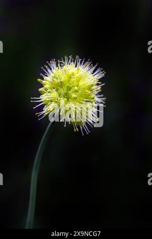 Gros plan d'une fleur unique d'Allium obliquum dans un jardin au début de l'été sur un fond sombre Banque D'Images