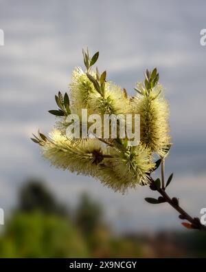 Gros plan de fleurs de citron Bottlebrush (Callistemon pallidus) Banque D'Images