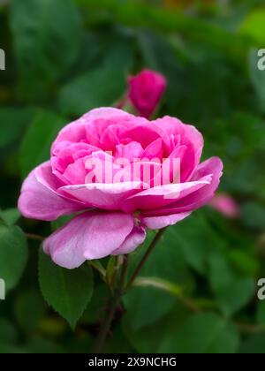 Gros plan de fleur unique de Rosa 'Gertrude Jekyll' dans un jardin au début de l'été Banque D'Images
