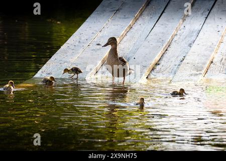 Famille Mallard sur une terrasse en bois (Anas platyrhynchos) Banque D'Images