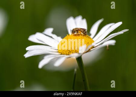 Une petite abeille est assise sur une seule Marguerite et recueille le pollen. Banque D'Images