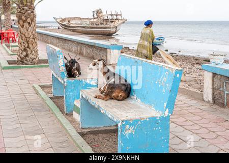 Scène de rue à Tadjourah, République de Djibouti, Afrique Banque D'Images