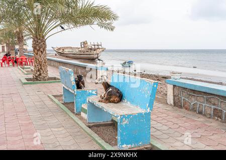 Scène de rue à Tadjourah, République de Djibouti, Afrique Banque D'Images