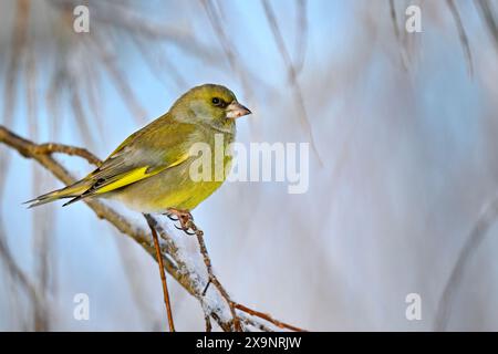 Greenfinch en hiver Banque D'Images