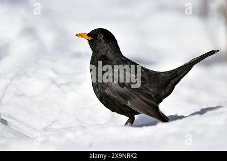 Blackbird sur la neige en hiver Banque D'Images