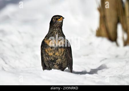 Blackbird sur la neige en hiver Banque D'Images