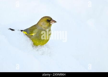 Greenfinch sur la neige en hiver Banque D'Images