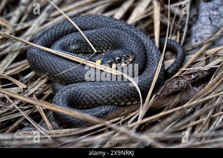 Serpent d'herbe se prélasser au printemps Banque D'Images