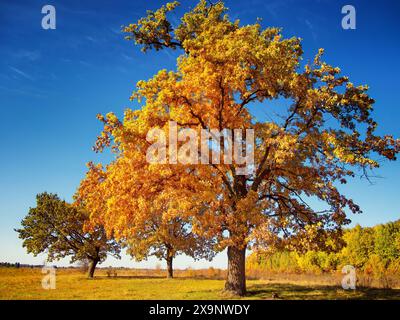 Un arbre d'automne vibrant avec des feuilles dorées sous un ciel bleu clair, flanqué de petits arbres et d'une prairie. L'image montre un grand arbre avec folia jaune Banque D'Images