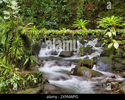 Un ruisseau de montagne sur le Vermont nature Trail sur l'île de St Vincent, Caraïbes. Prise avec une vitesse d'obturation lente pour obtenir un effet de flou bokeh en diff Banque D'Images