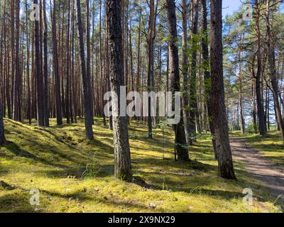 Un sentier de randonnée mène à travers une forêt ensoleillée avec un sol couvert de mousse. Banque D'Images