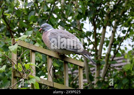 Pigeon de bois commun perché sur un cadre en treillis de jardin en bois Banque D'Images