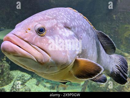 Gros mérou laid dans l'aquarium Banque D'Images