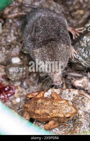 Feldspitzmaus Die Feldspitzmaus klettert einen Blumenstängel hoch. DAS Fell ist braungrau gefärbt und Hat keine klaren Abgrenzungen zwischen Rücken und Bauchseite. Charakteristisch sind die verlängerte spitze Schnauze sowie die kleinen Augen und Ohren. Allgaeu Deutschlandq *** musaraignée des champs la musaraignée des champs grimpe sur une tige de fleur la fourrure est de couleur brun-gris et n'a pas de limites claires entre le dos et le ventre caractéristiques sont le museau pointu allongé et les petits yeux et oreilles Allgaeu Deutschlandq Banque D'Images