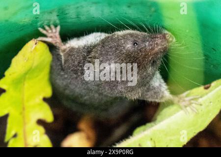 Feldspitzmaus Die Feldspitzmaus klettert einen Blumenstängel hoch. DAS Fell ist braungrau gefärbt und Hat keine klaren Abgrenzungen zwischen Rücken und Bauchseite. Charakteristisch sind die verlängerte spitze Schnauze sowie die kleinen Augen und Ohren. Allgaeu Deutschlandq *** musaraignée des champs la musaraignée des champs grimpe sur une tige de fleur la fourrure est de couleur brun-gris et n'a pas de limites claires entre le dos et le ventre caractéristiques sont le museau pointu allongé et les petits yeux et oreilles Allgaeu Deutschlandq Banque D'Images