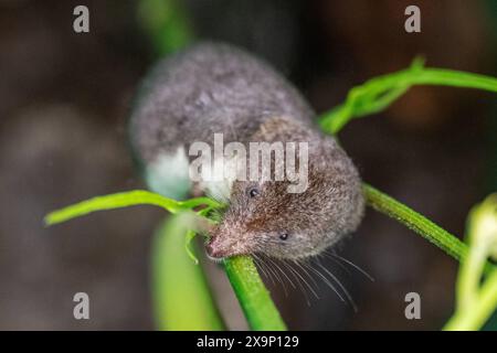 Feldspitzmaus Die Feldspitzmaus klettert einen Blumenstängel hoch. DAS Fell ist braungrau gefärbt und Hat keine klaren Abgrenzungen zwischen Rücken und Bauchseite. Charakteristisch sind die verlängerte spitze Schnauze sowie die kleinen Augen und Ohren. Allgaeu Deutschlandq *** musaraignée des champs la musaraignée des champs grimpe sur une tige de fleur la fourrure est de couleur brun-gris et n'a pas de limites claires entre le dos et le ventre caractéristiques sont le museau pointu allongé et les petits yeux et oreilles Allgaeu Deutschlandq Banque D'Images