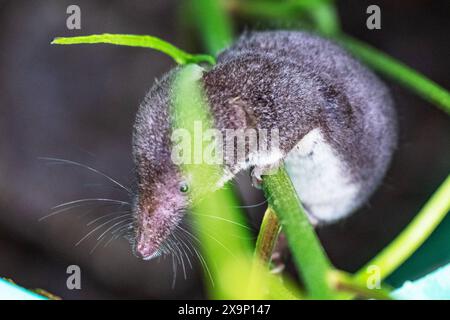 Feldspitzmaus Die Feldspitzmaus klettert einen Blumenstängel hoch. DAS Fell ist braungrau gefärbt und Hat keine klaren Abgrenzungen zwischen Rücken und Bauchseite. Charakteristisch sind die verlängerte spitze Schnauze sowie die kleinen Augen und Ohren. Allgaeu Deutschlandq *** musaraignée des champs la musaraignée des champs grimpe sur une tige de fleur la fourrure est de couleur brun-gris et n'a pas de limites claires entre le dos et le ventre caractéristiques sont le museau pointu allongé et les petits yeux et oreilles Allgaeu Deutschlandq Banque D'Images