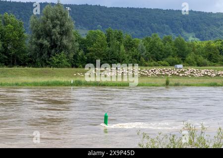 Kelheim, Allemagne. 02 juin 2024. Un troupeau de moutons sur une prairie à côté du Danube à Kelheim. En raison des inondations et de la montée des eaux, l'état d'urgence a été déclaré pour le district de Kelheim en basse-Bavière. Cela a été annoncé dimanche par l'administration du district. Crédit : Pia Bayer/dpa/Alamy Live News Banque D'Images