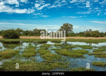 Beau paysage à la rivière Khwai, Botswana Banque D'Images