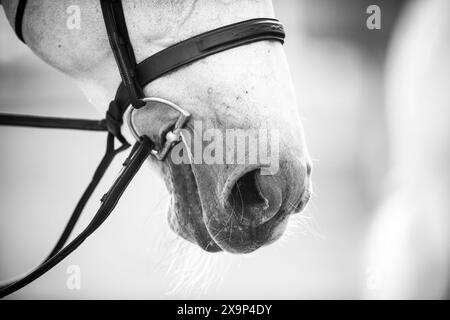 Un cheval gris a été baigné, tressé, enfilé et prêt à participer à une épreuve de saut d'obstacles équestre au Canada. Banque D'Images