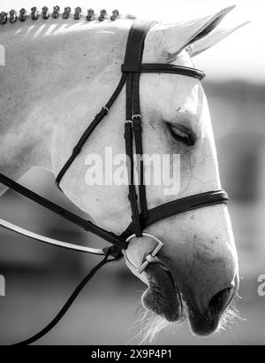 Un cheval gris a été baigné, tressé, enfilé et prêt à participer à une épreuve de saut d'obstacles équestre au Canada. Banque D'Images