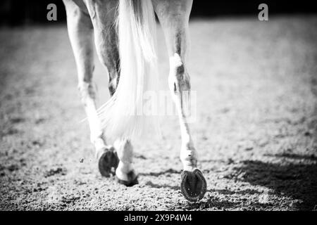 Un cheval gris a été baigné, tressé, enfilé et prêt à participer à une épreuve de saut d'obstacles équestre au Canada. Banque D'Images