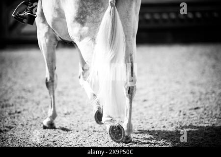 Un cheval gris a été baigné, tressé, enfilé et prêt à participer à une épreuve de saut d'obstacles équestre au Canada. Banque D'Images