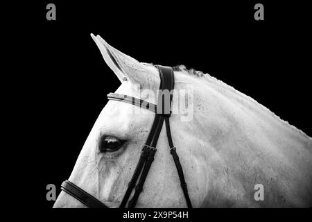 Un cheval gris a été baigné, tressé, enfilé et prêt à participer à une épreuve de saut d'obstacles équestre au Canada. Banque D'Images