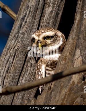 Un petit hibou est perché sur une branche d'arbre. Le hibou regarde la caméra. L'image a une humeur calme et paisible Banque D'Images