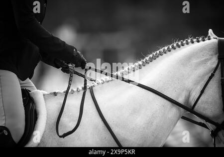 Un cheval gris a été baigné, tressé, enfilé et prêt à participer à une épreuve de saut d'obstacles équestre au Canada. Banque D'Images