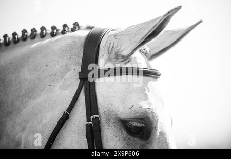 Un cheval gris a été baigné, tressé, enfilé et prêt à participer à une épreuve de saut d'obstacles équestre au Canada. Banque D'Images