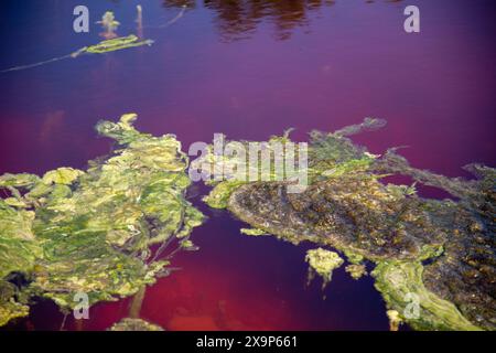 Moisissures et dépôts dans le lac coloré avec des résidus minéraux de fer et de soufre, localité de Solfatara, Pomezia, Rome, Italie Banque D'Images