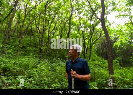 (240602) -- PÉKIN, 2 juin 2024 (Xinhua) -- Mei Jingtian, un protecteur de la Grande Muraille âgé de 80 ans, est en route pour patrouiller la Grande Muraille dans le village de Shixia dans le district de Yanqing à Pékin, capitale de la Chine, le 23 mai 2024. Mei a commencé à protéger la Grande Muraille spontanément depuis le début des années 1980 et a sensibilisé de nombreux villageois à la protection de la Grande Muraille. Le village de Shixia dans le district de Yanqing à Pékin a été construit pour la première fois sous la dynastie Ming (1368-1644) et était autrefois un passage important dans le nord de la section de Juyongguan de la Grande Muraille. Le village, qui est entouré de montagnes, a Banque D'Images