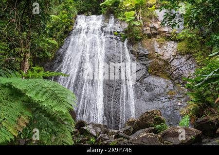 à la base de la coca tombe dans la forêt nationale el yunque porto rico Banque D'Images