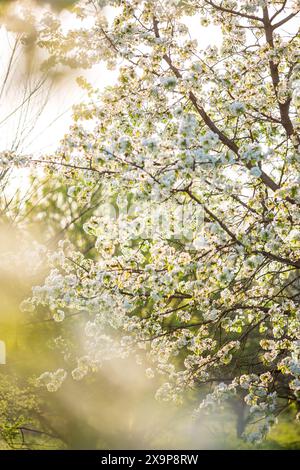 Photo verticale d'un jardin de pommiers en pleine fleur, tapis d'herbe verte fraîche ci-dessous, ciel bleu ensoleillé, image de fond parfaite Banque D'Images