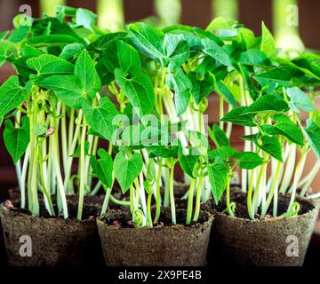 Vue rapprochée de jeunes plants de haricots avec des feuilles vertes fraîches qui germent dans des pots de tourbe biodégradables. Idéal pour les projets de jardinage biologique et éducatif Banque D'Images