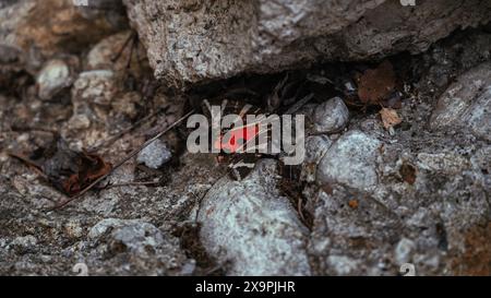 Un petit papillon noir et blanc est assis sur un rocher mousselé Banque D'Images