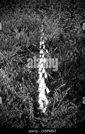 Gants de renard blanc simple fleur en noir et blanc Banque D'Images