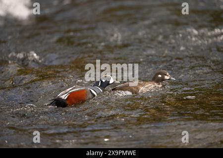 Élevage de canards arlequins - canard arlequin mâle poursuivant une femelle à LeHardy Rapids dans le parc national de Yellowstone Banque D'Images