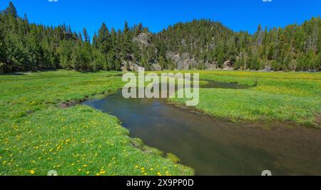 panorama d'un ruisseau tacheté à chiens coulant dans une prairie au printemps près d'avon, montana Banque D'Images