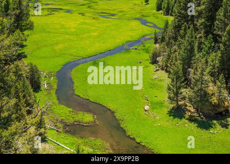 crique à chiens repéré coulant dans une prairie au printemps près d'avon, montana Banque D'Images