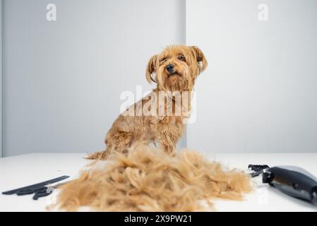 Un terrier adulte doré assis sur la table d'un salon de coiffure il y a une pile de cheveux coupés sur la table et un équipement de soin pour animaux de compagnie comme rasoir, ciseaux Banque D'Images
