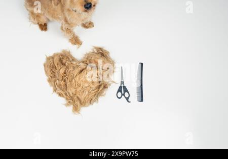 vue détaillée au-dessus de la tête d'un petit chien avec des cheveux fraîchement coupés sur une table blanche. À côté de lui se trouve un grand cœur fait de ses cheveux coupés et de son toilettage de chien Banque D'Images