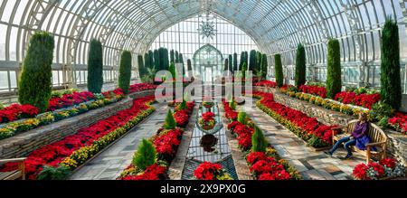 Une personne profitant de la lumière du soleil tôt le matin avec une exposition saisonnière de fleurs de poinsettia rouges au Como Park Marjorie McNeely Conservatory Banque D'Images