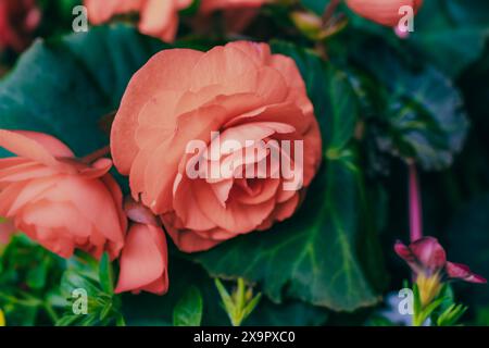 Belle fleur roselike, couleur corail. Feuilles vert foncé. Banque D'Images