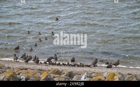 Troupeaux de canards eider femelles avec leurs canetons Banque D'Images