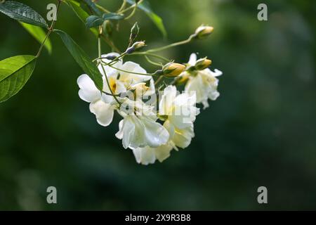 Rose berçante jaune crémeuse avec des bourgeons et des fleurs sur un fond vert foncé, nommée Rosa Christine Helene, carte de voeux ou concept de jardin, copie Banque D'Images