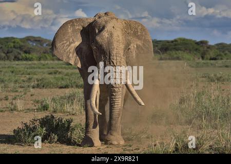 éléphant africain solitaire debout et se donnant un bain de poussière dans la savane sauvage du sanctuaire de kimana, kenya Banque D'Images