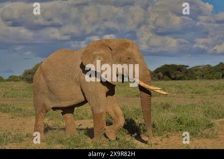 profil latéral pleine longueur d'un éléphant d'afrique marchant dans la savane sauvage du sanctuaire de kimana, kenya Banque D'Images